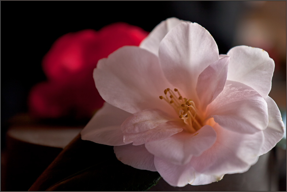 ...| Camelia |...