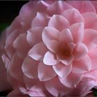 .... Camelia ....