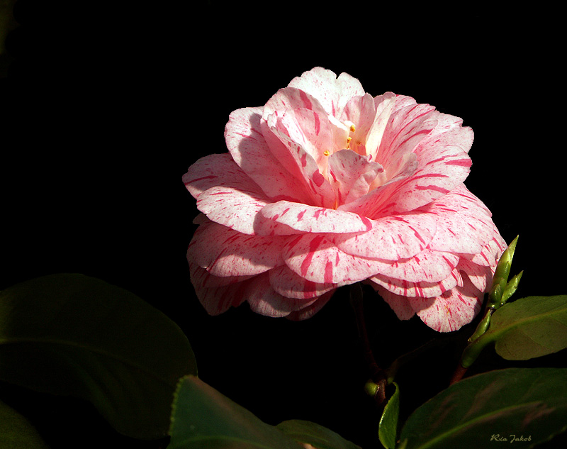 camelia