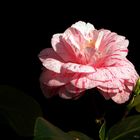 camelia