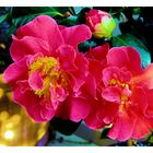 Fleurs, arbres...