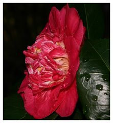 " Camélia de mon jardin aprés la douche "