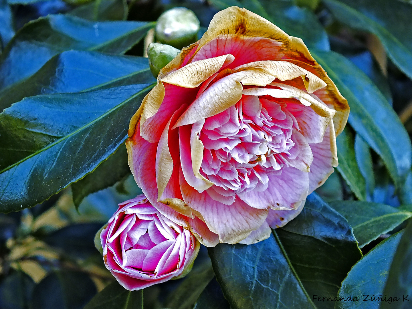 Camelia