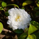 Camelia die ersten Blüten im Dezember