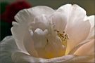 | Camelia | by Ela Ge 