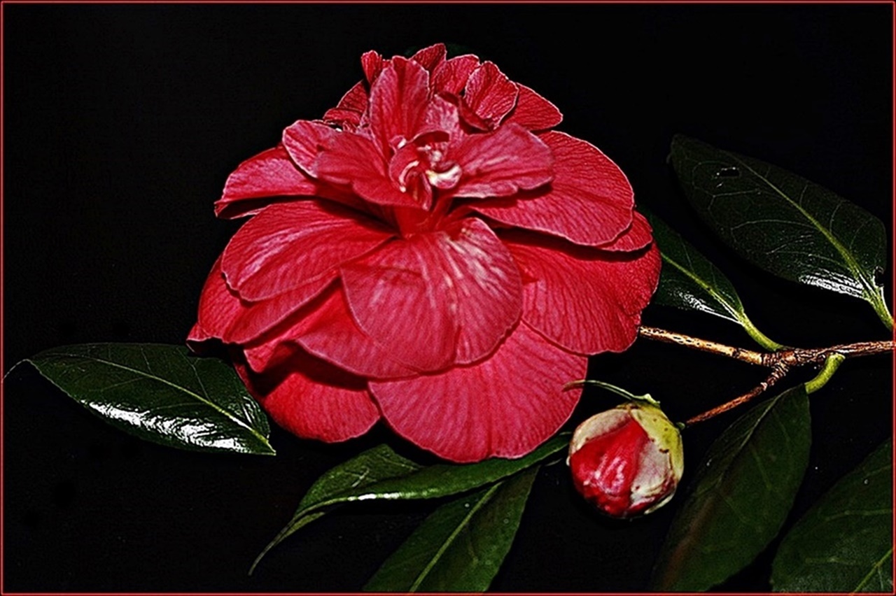 " Camelia "