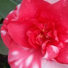 Camelia Eleganza 1.zarte Blüte