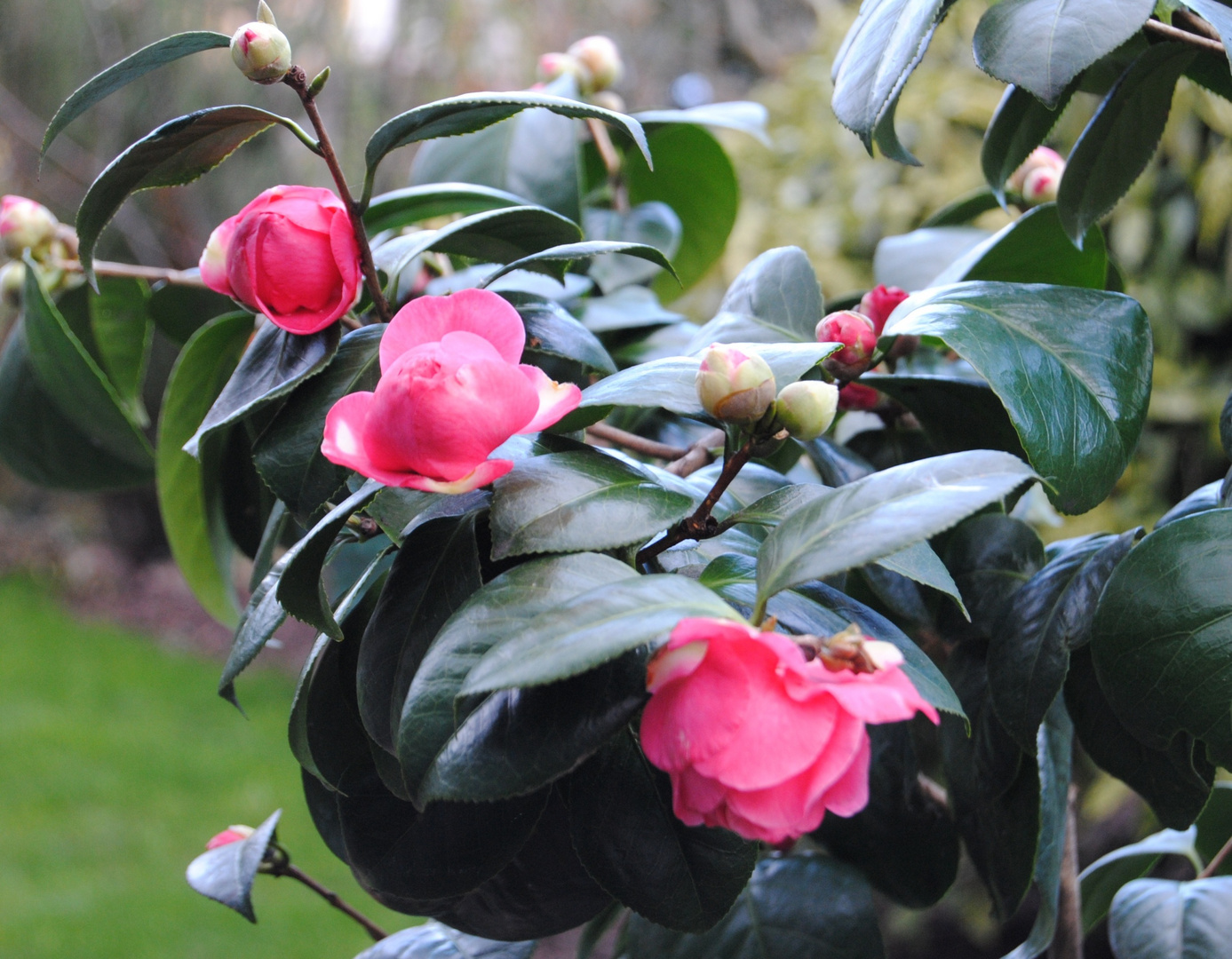 Camelia en fleur