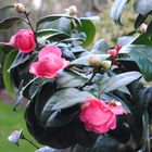 Camelia en fleur