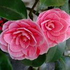 camelia