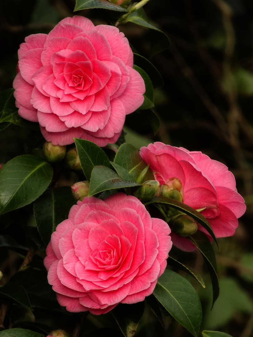 Camelia