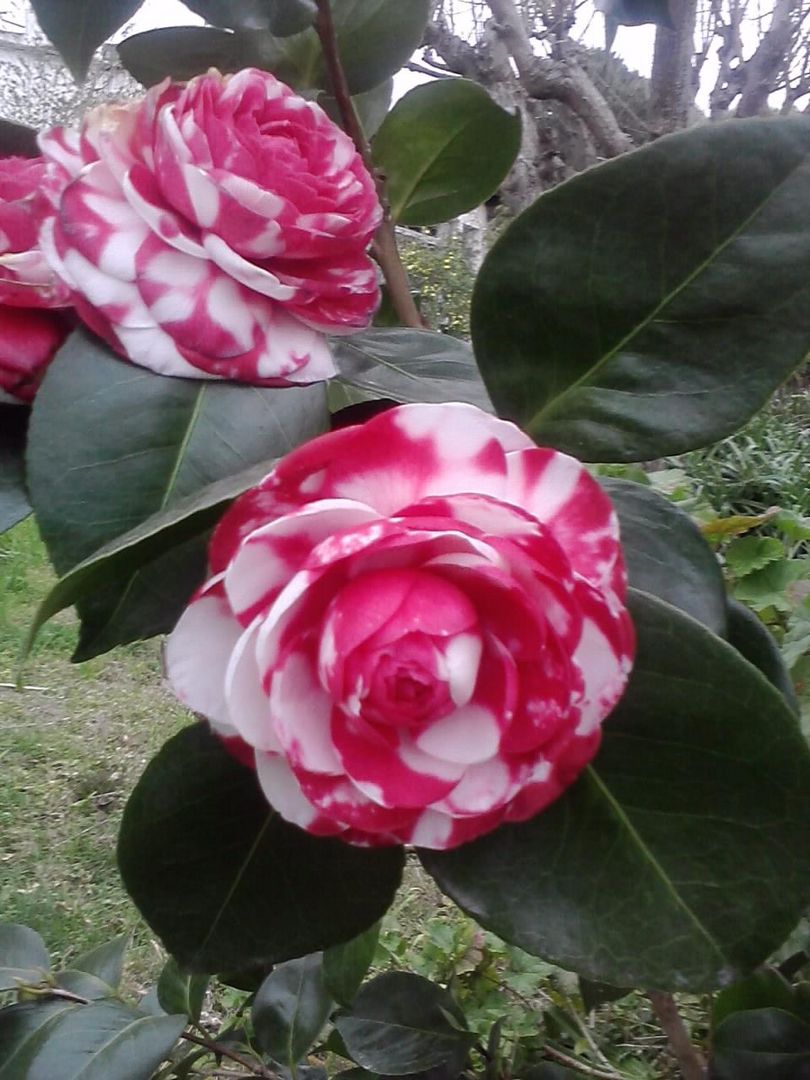 Camelia