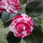 Camelia