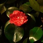 Camelia flower