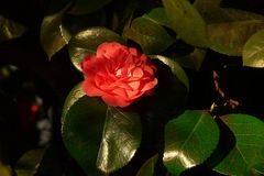 Camelia flower