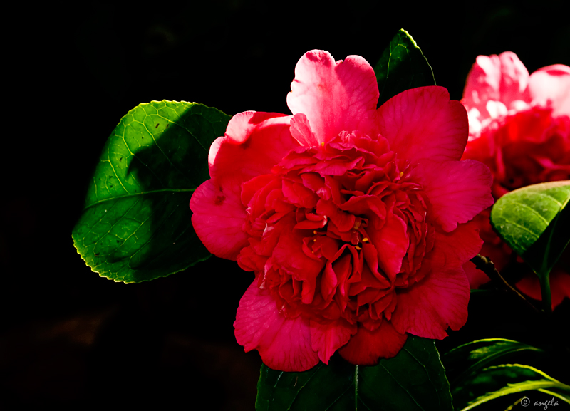 Camelia I