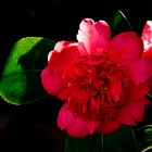 Camelia I