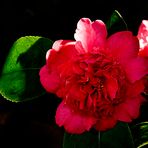 Camelia I