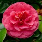 Camelia II  