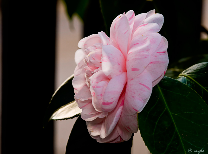 Camelia II (variegata)