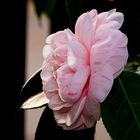 Camelia II (variegata)