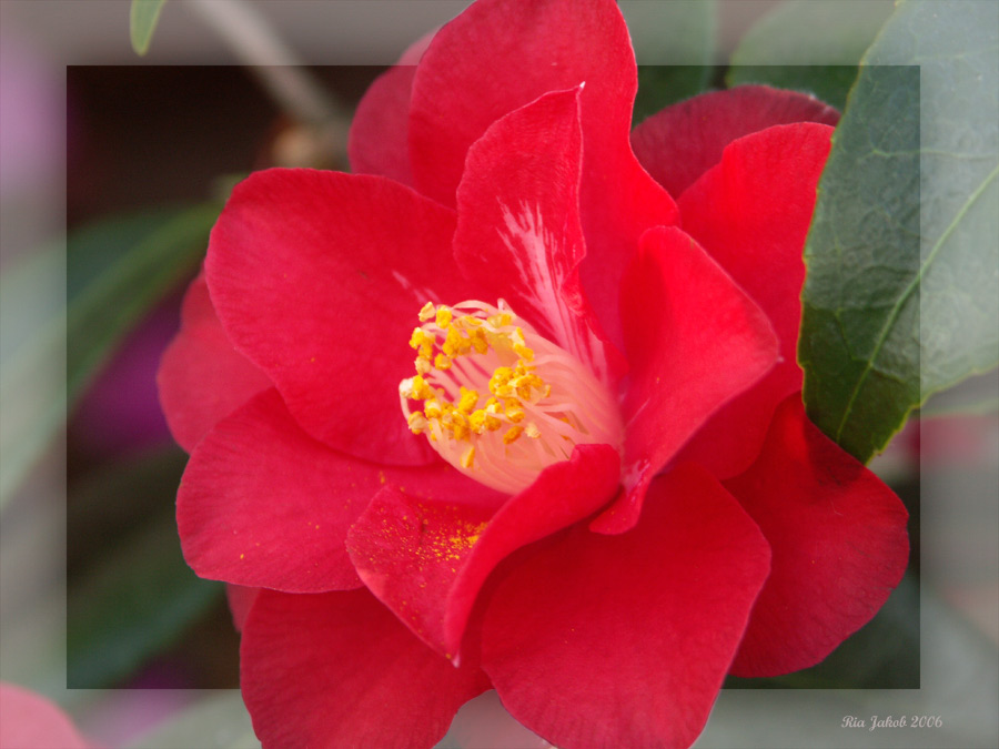 camelia III