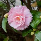 Camelia im Dezember