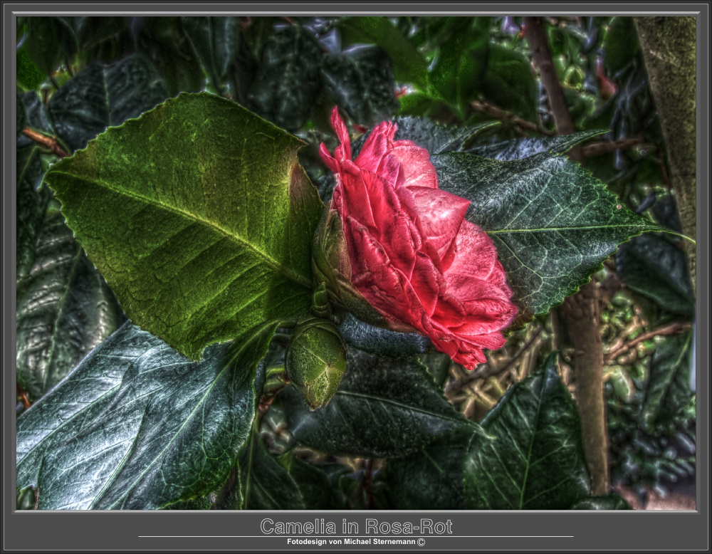 Camelia in Rosa-Rot