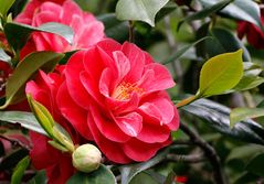 Camelia in voller Blüte