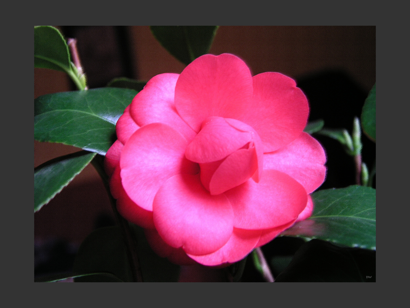 Camelia japonica 1