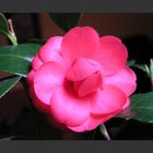 Camelia japonica 1