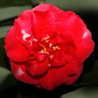 Camelia japonica