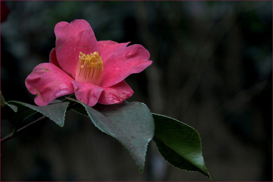 Camelia Japonica