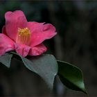 Camelia Japonica