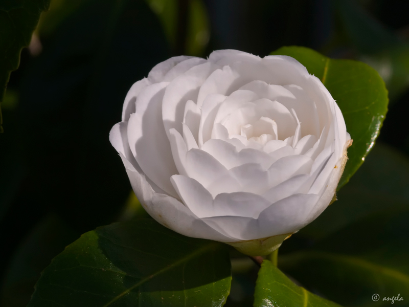 Camelia japonica "Albear"