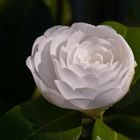 Camelia japonica "Albear"