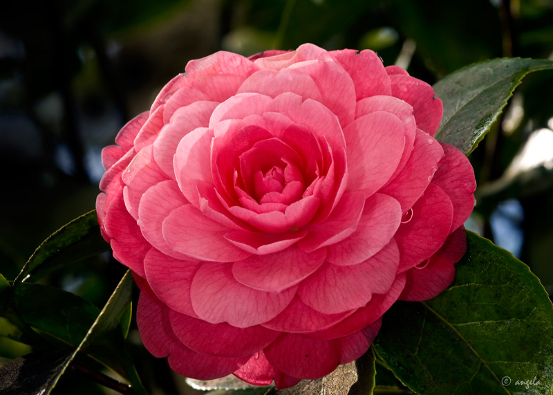 Camelia japonica "Angela Cocchi" rosa