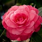 Camelia japonica "Angela Cocchi" rosa