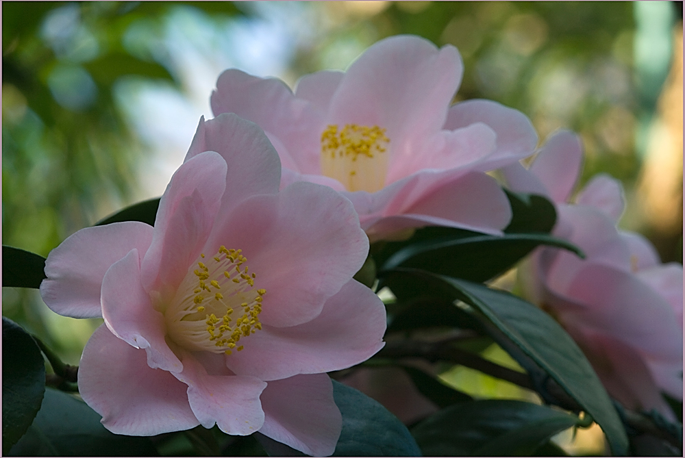 Camelia Japonica