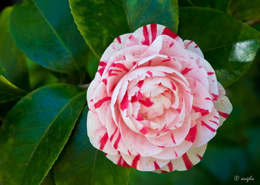 Camelia japónica "Contessa Lavinia Maggi"