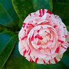 Camelia japónica "Contessa Lavinia Maggi"