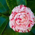 Camelia japónica "Contessa Lavinia Maggi"