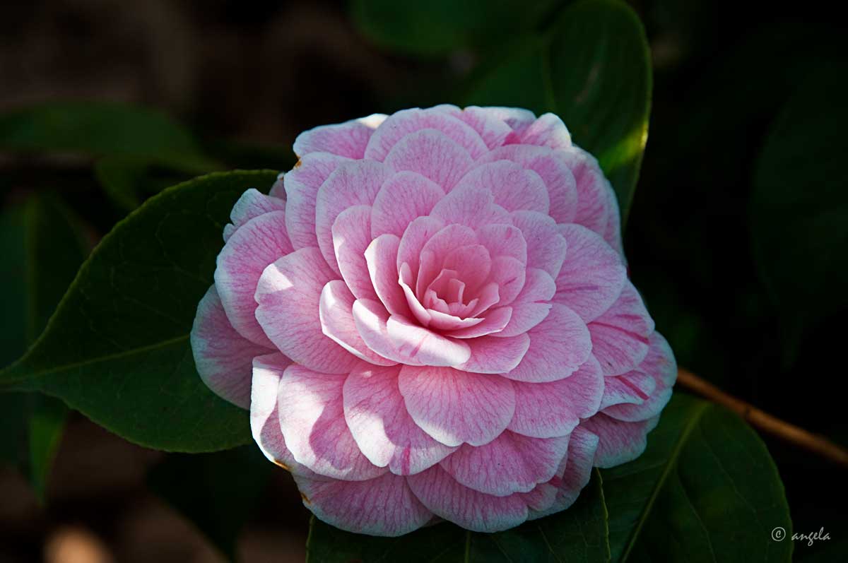 Camelia japonica "Duchesse de Caze"