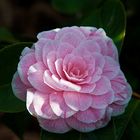 Camelia japonica "Duchesse de Caze"