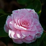 Camelia japonica "Duchesse de Caze"