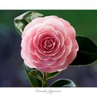 Camelia Japonica