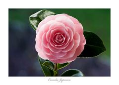 Camelia Japonica