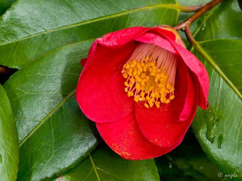 Camelia Japonica "Flame"