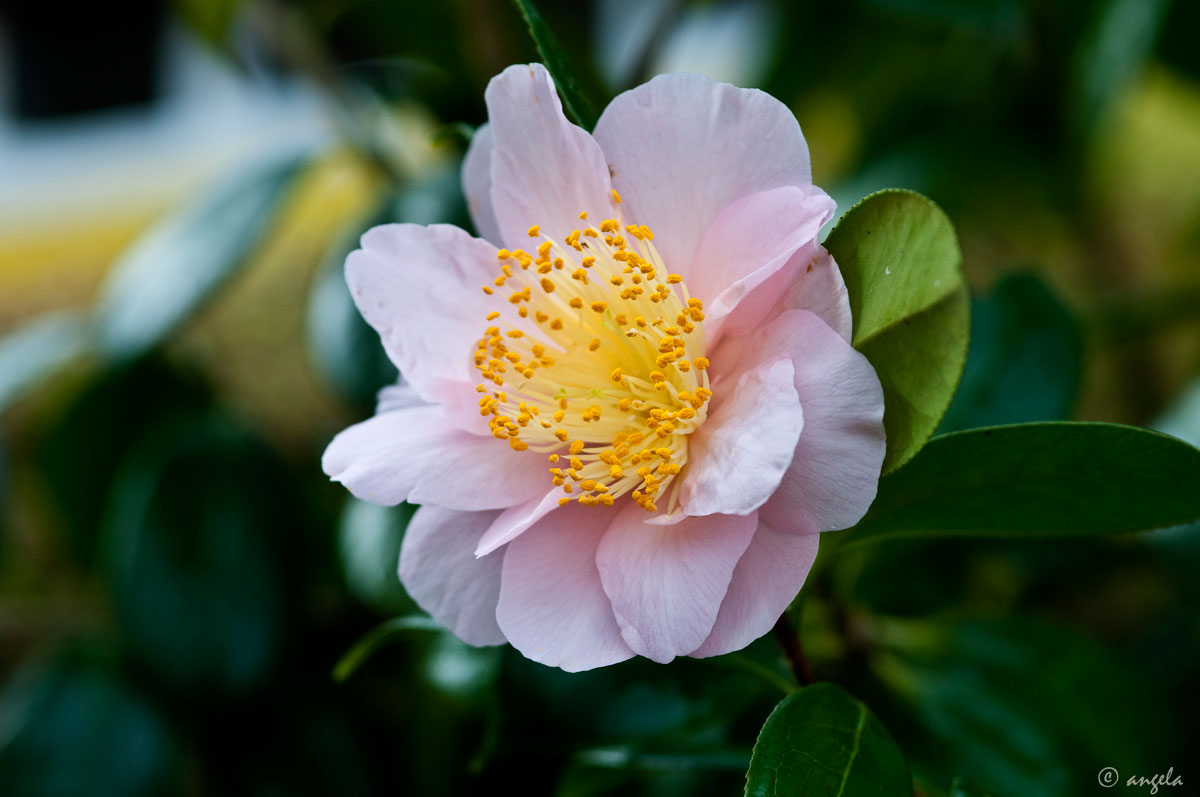 Camelia japonica "Flamingo"