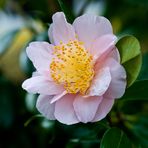 Camelia japonica "Flamingo"